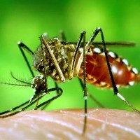 Dengue Fever – डेंगू बुखार