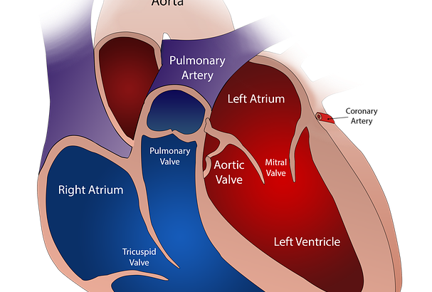 The Circulatory system