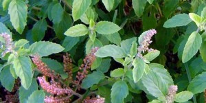 TULSI – Herb widely used in Ayurveda