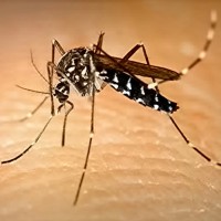 Zika virus – Symptoms and Prevention
