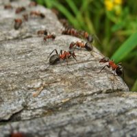 Co-evolution between Leaf-Cutter Ants and Fungus