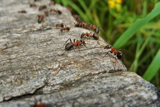 Co-evolution between Leaf-Cutter Ants and Fungus